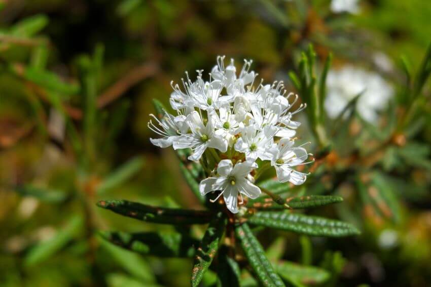 Labrador Tea