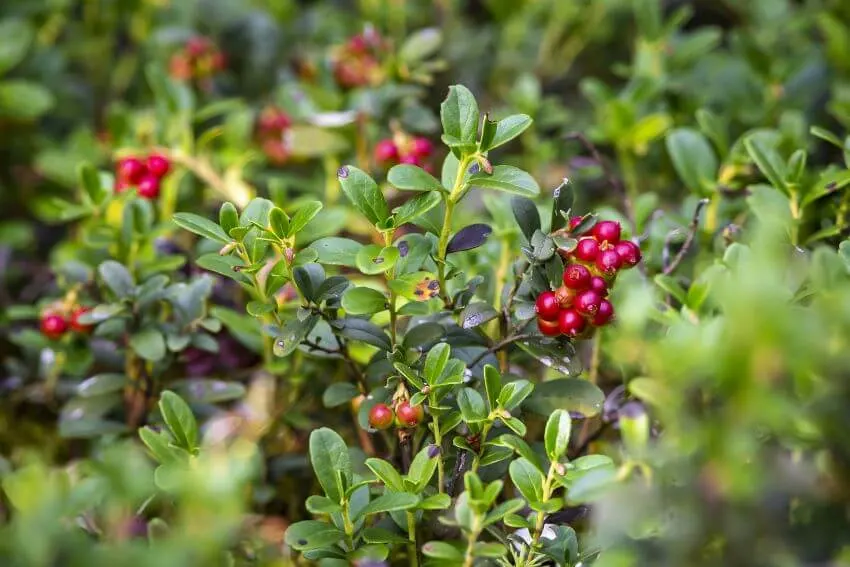 20 Types of Tundra Plants Apart of This Biome 14 Lingonberry