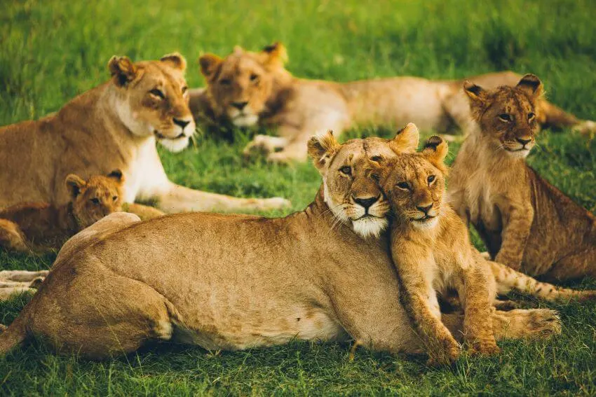 What Is the Main Effect of Overpopulation on Animals? 5 Lion Pride