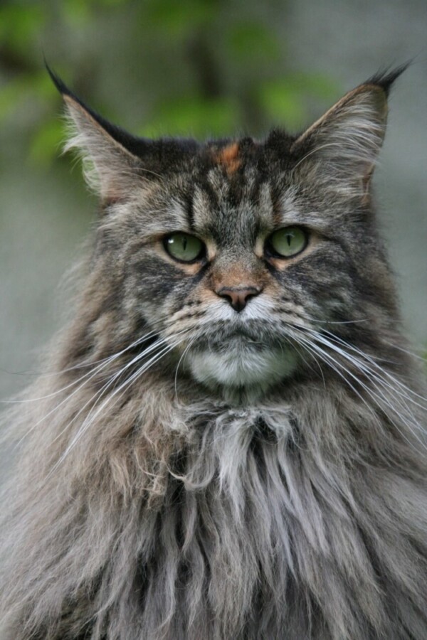 Maine Coon Cat