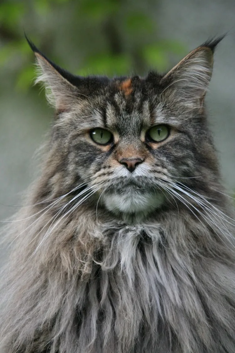 20 Animals That Start With The Letter M 10 Maine Coon Cat