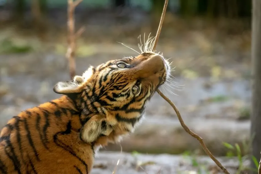 Malayan Tiger Cub