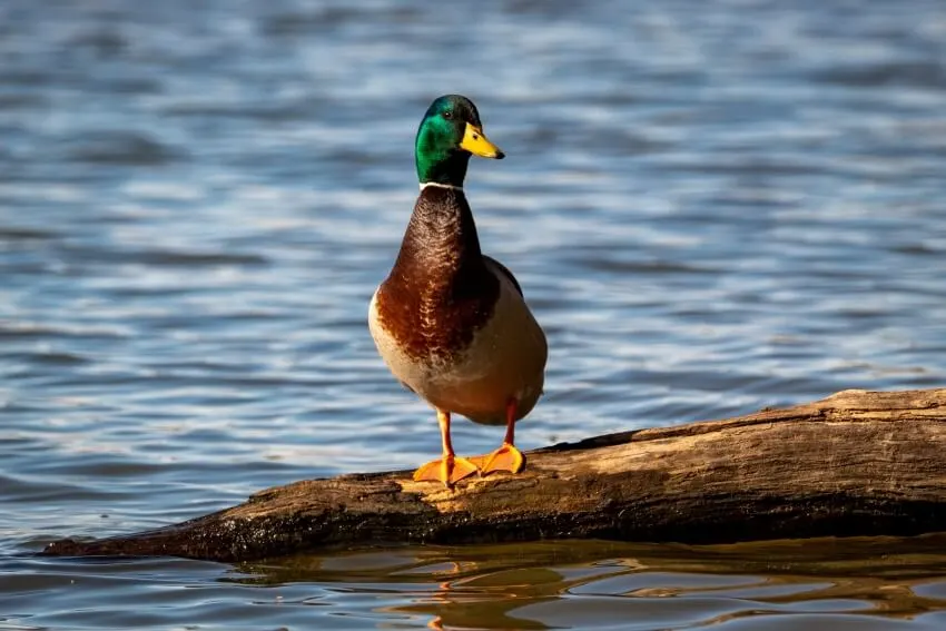 20 Animals That Start With The Letter M 17 Mallard Duck