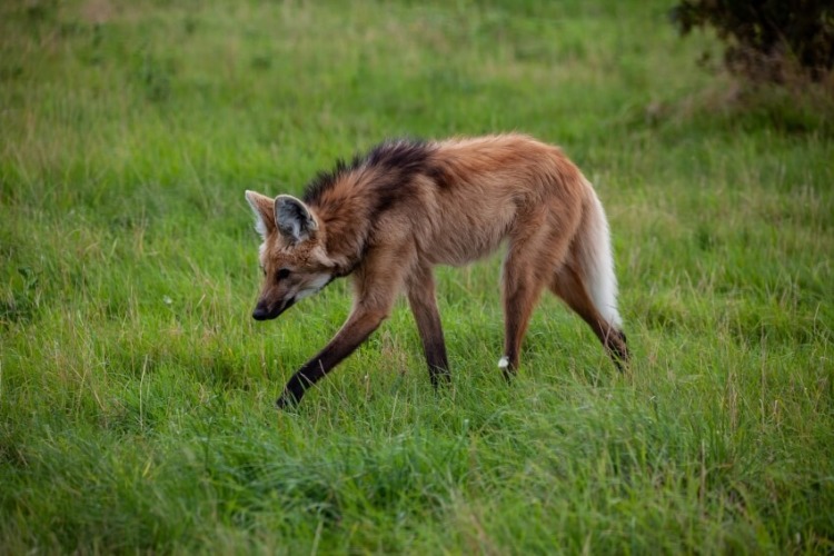 Maned Wolf