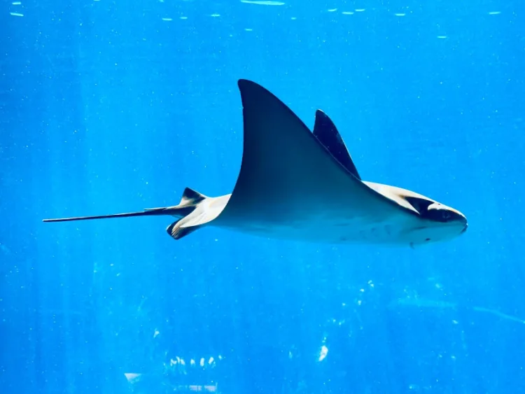20 Animals That Start With The Letter M 4 Manta Ray