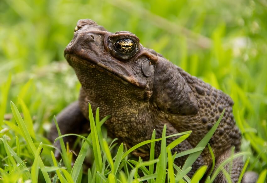 Marine Toad