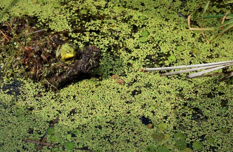 Marsh Frog