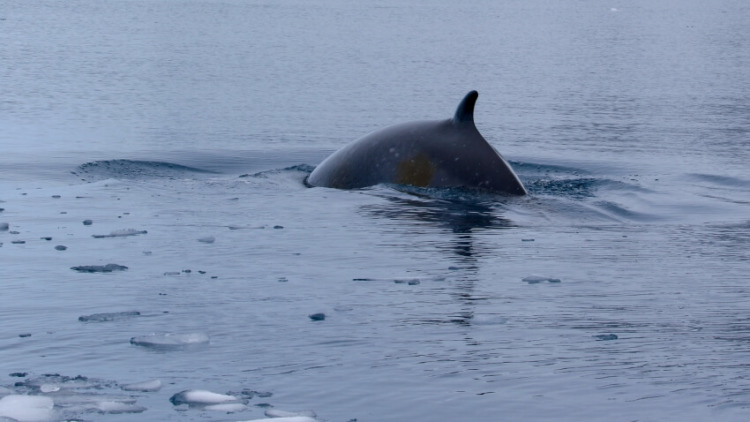Minke Whale Breaching in Antarctica