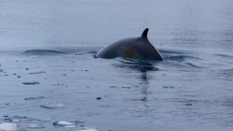 20 Animals That Start With The Letter M 12 Minke Whale Breaching in Antarctica