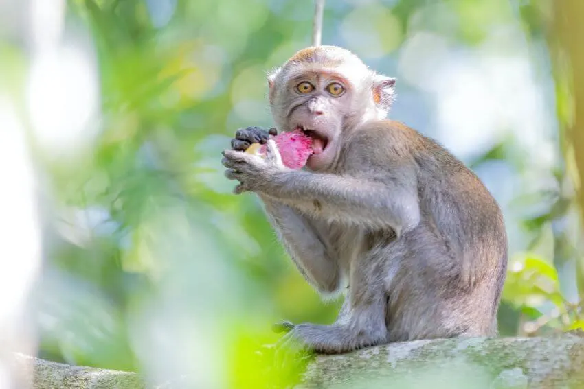 Monkey Eating a Fruit