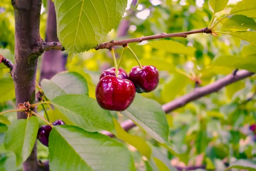 Montmorency Cherry Tree