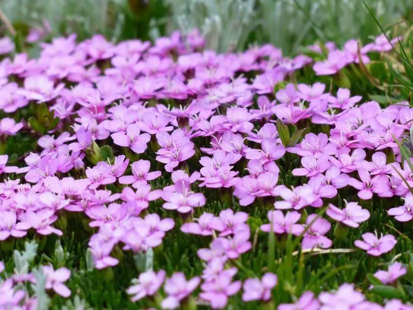 20 Types of Tundra Plants Apart of This Biome 7 Moss Campion