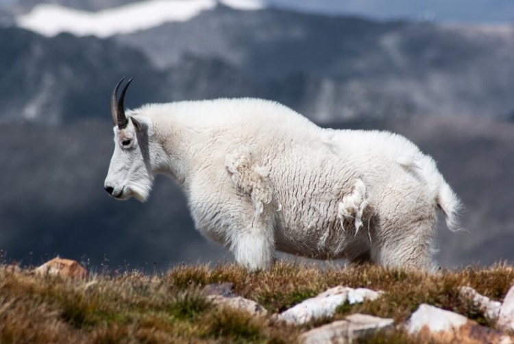 Mountain Goat on Top of the Mountain