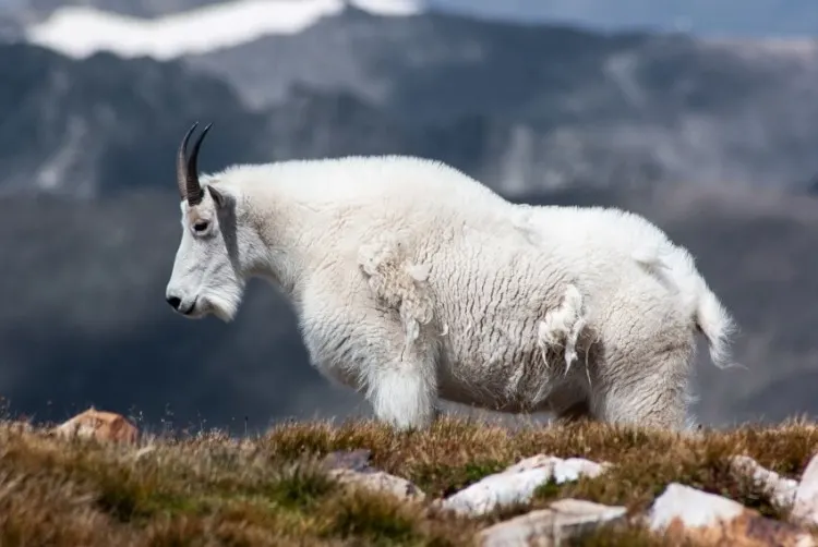 20 Animals That Start With The Letter M 8 Mountain Goat on Top of the Mountain