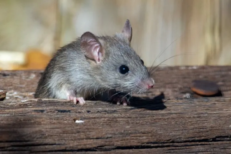 20 Animals That Start With The Letter M 7 Mouse