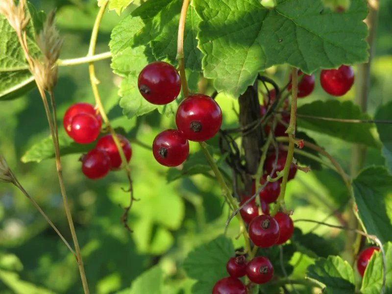 Close up of Ribes triste