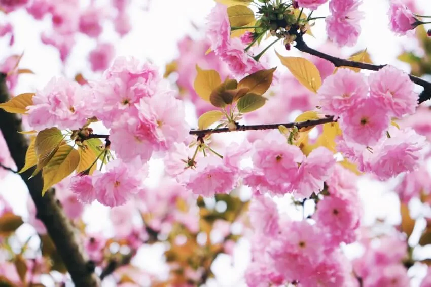 17 Different Types of Cherry Trees Around the World 2 Oriental cherry