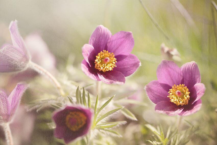 Pasque Flower 