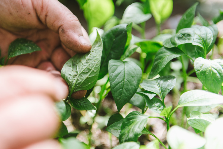 Plant disease and Aphids on young plants