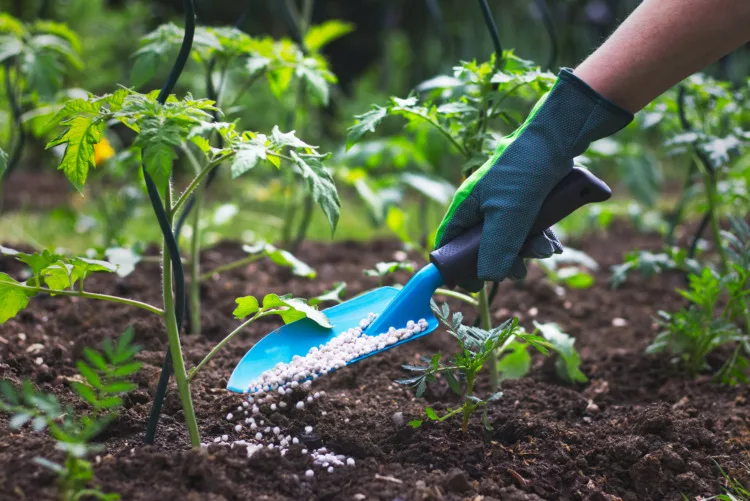 Is Preen Bad for the Environment? 3 Farmer giving granulated fertilizer to young tomato plants