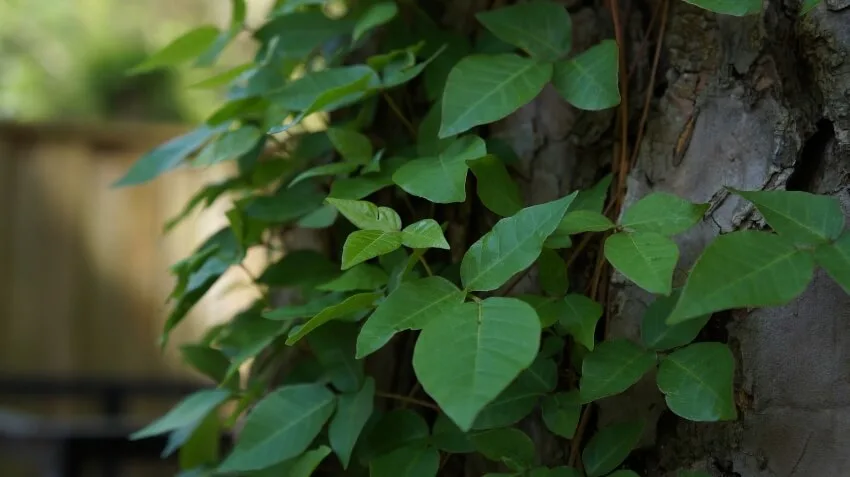 Poison Ivy on a Tree