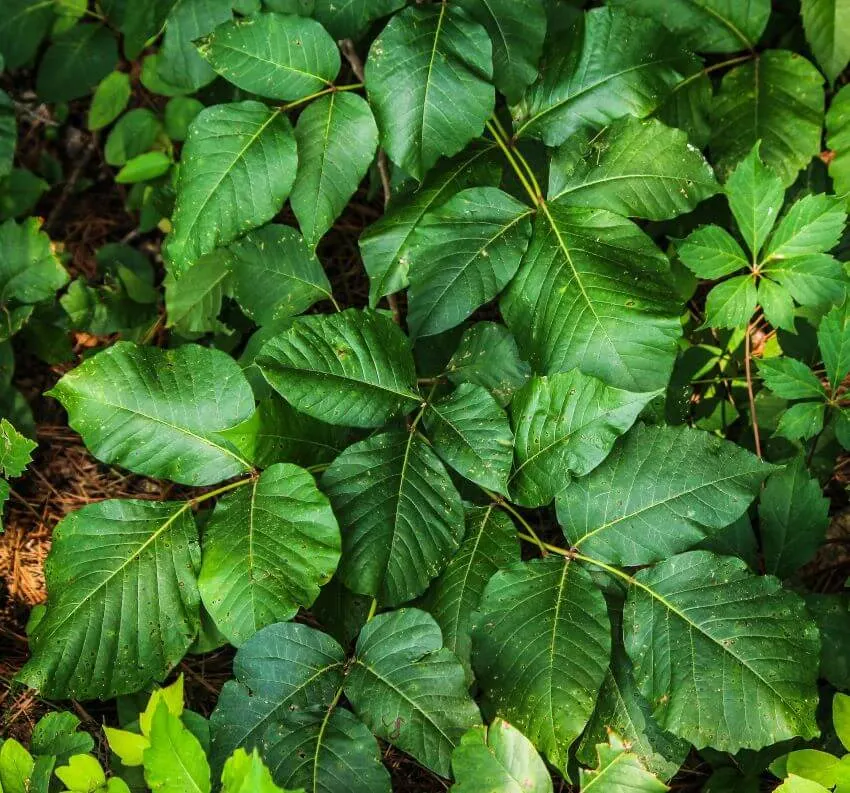 13 Different Types of Ivy Plants (+ Examples) 5 Poison Ivy