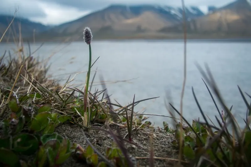 Closeup of Polar Grass (Arctagrosis latifolia)