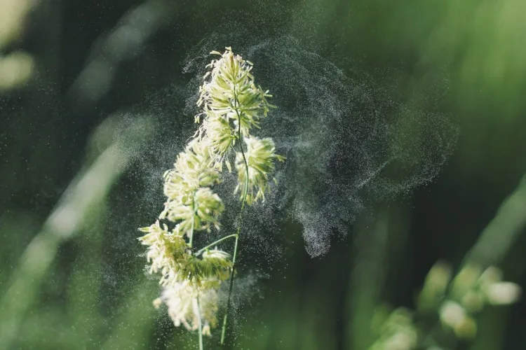 20 Important Genetic Engineering Pros and Cons to Know 19 Plant Pollination
