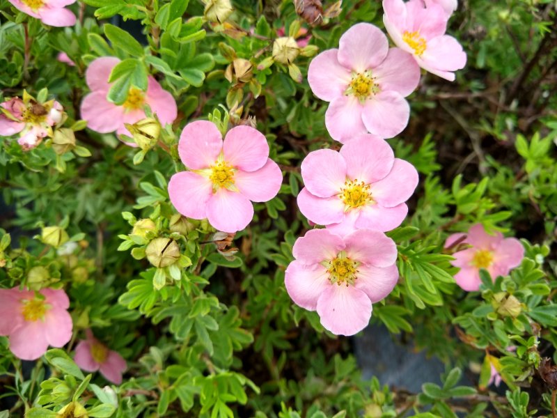 Closeup of Potentilla fruticosa