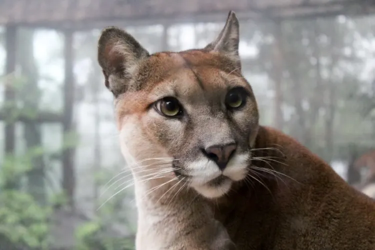 20 Animals That Start With The Letter M 5 Puma
