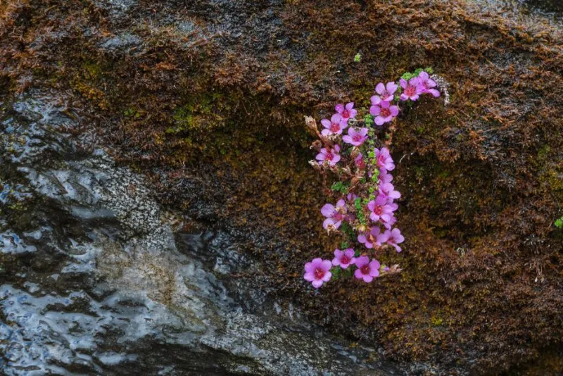 Closeup of Purple Mountain Saxifrage