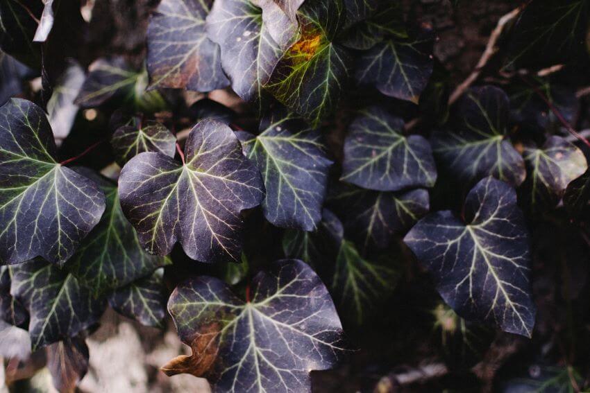 Purple Ivy