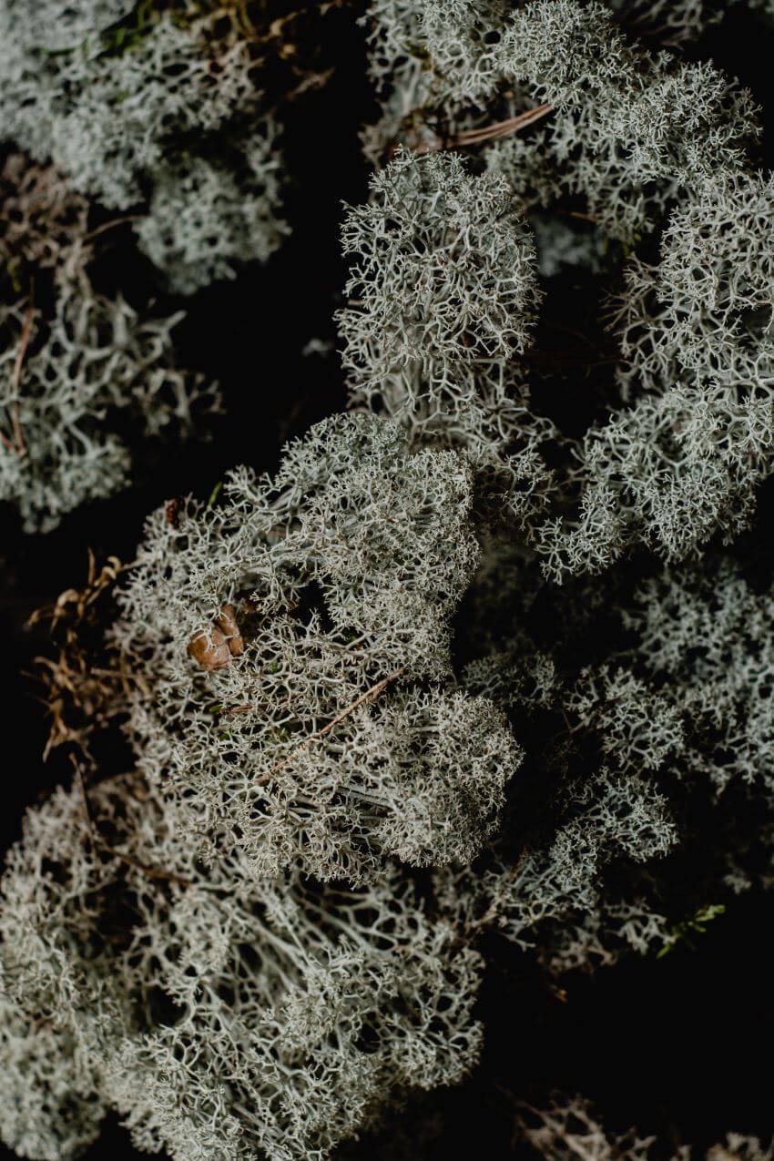 Reindeer Moss