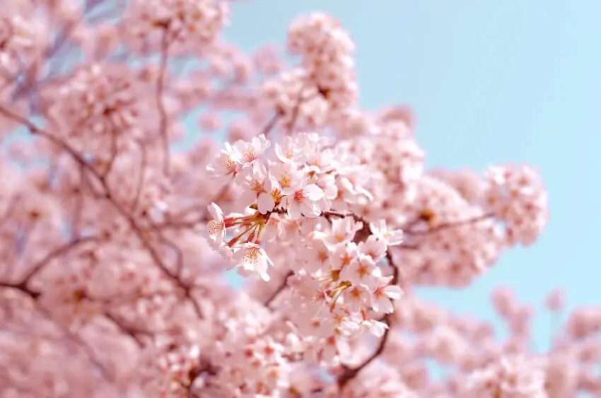 17 Different Types of Cherry Trees Around the World 1 Sakura Tree