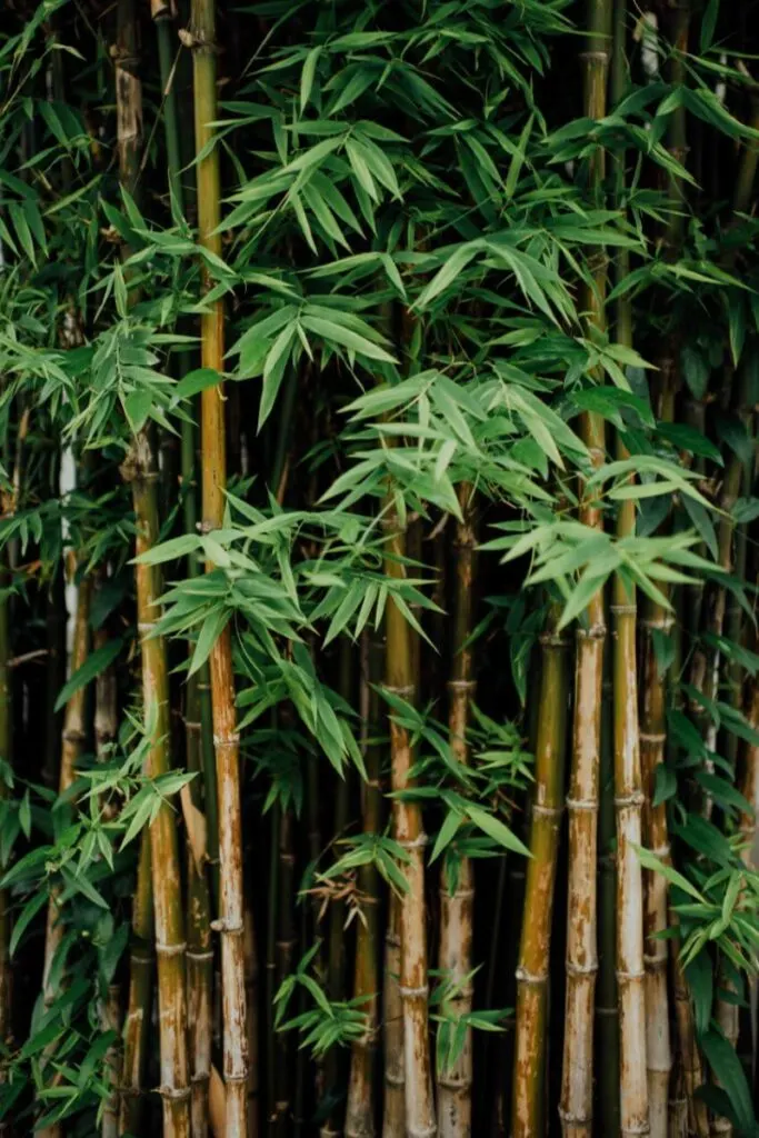 15 Different Types of Bamboo Around the World 4 Slender Bamboo