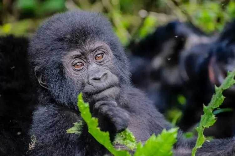 Small Mountain Gorilla