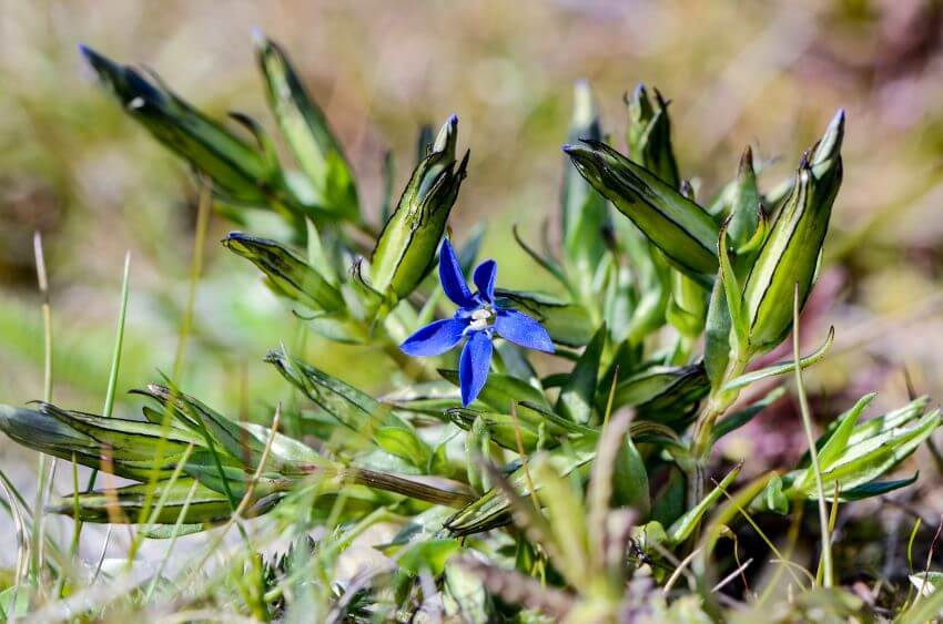 Snow Gentian Plant