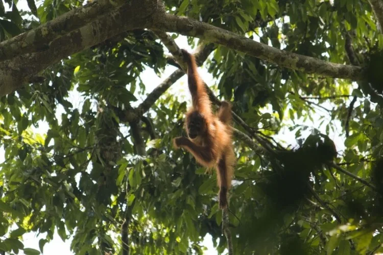 13 Animals That Have Gone Extinct Due to Deforestation 2 Sumatran Orangutan