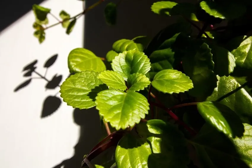 20 Different Types of Ivy Around the World 7 Swedish Ivy
