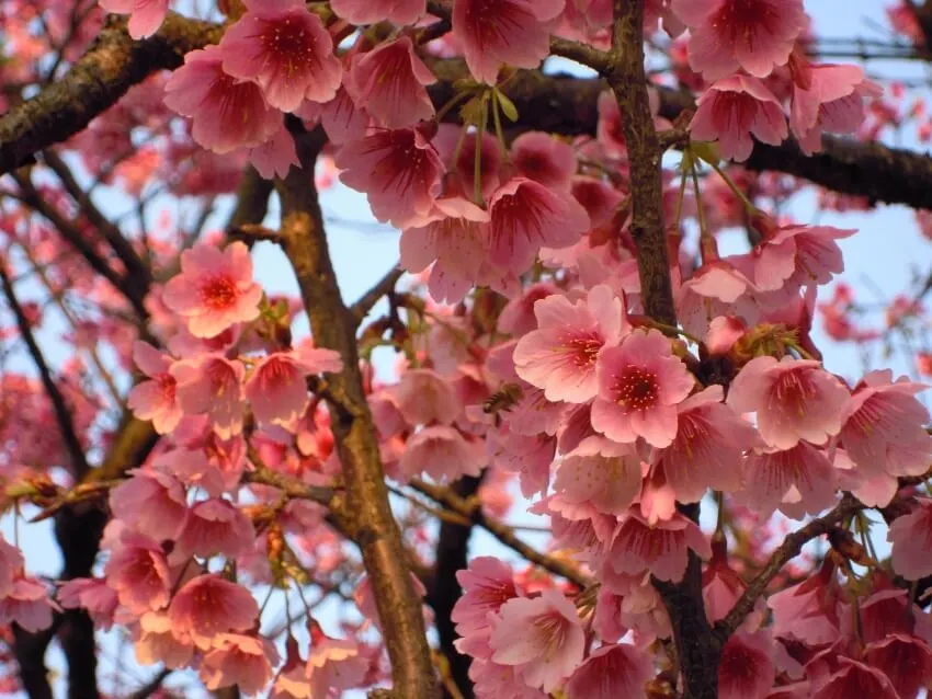 17 Different Types of Cherry Trees Around the World 5 Taiwan Cherry
