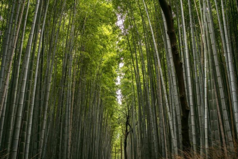 Tall bamboo