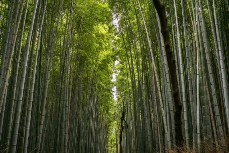 Tall bamboo