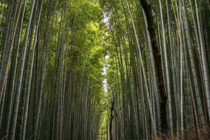 15 Different Types of Bamboo Around the World 7 Tall bamboo