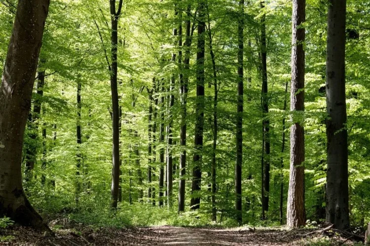 11 Different Types of Ecosystems Around the World 8 Temperate Forests