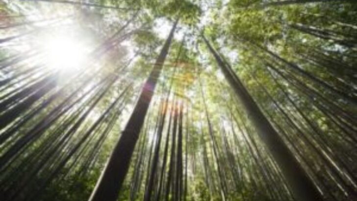 Different Types of Bamboo