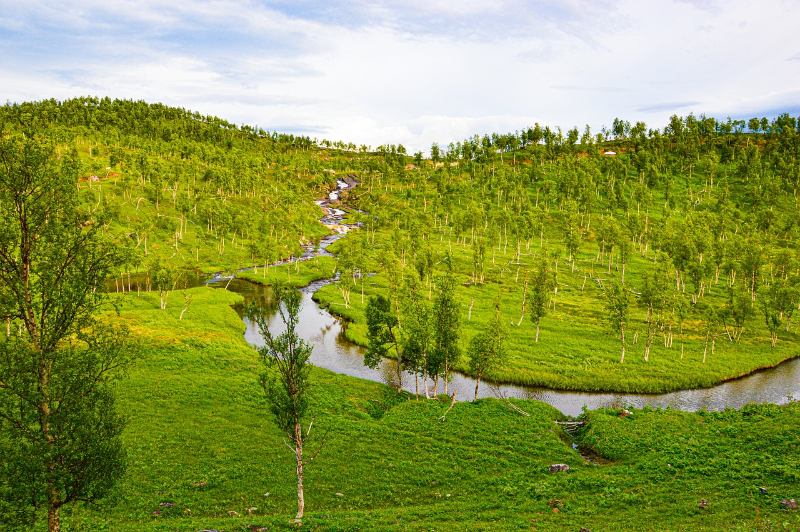 Trees and a river