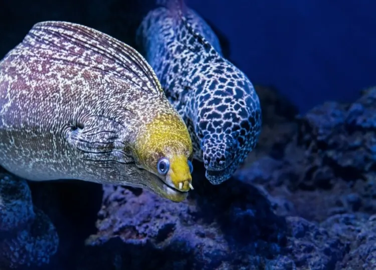 Two Moray Eels