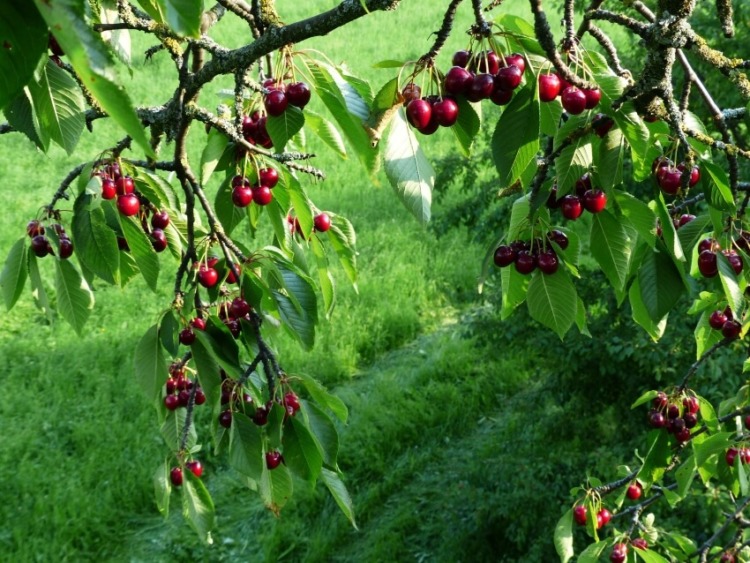 Wild Cherry