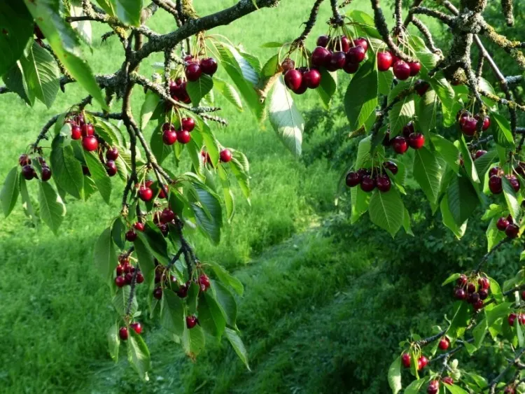17 Different Types of Cherry Trees Around the World 3 Wild Cherry