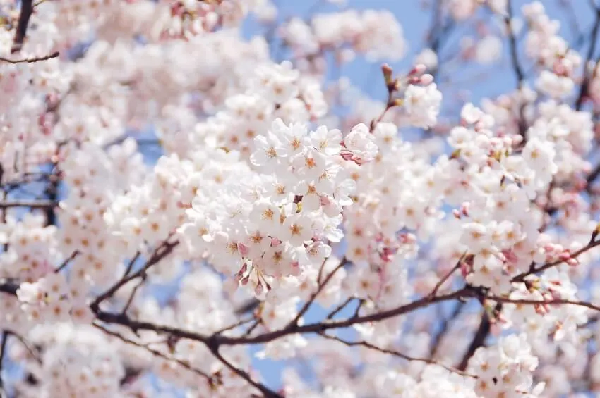 17 Different Types of Cherry Trees Around the World 4 Yoshino Cherry